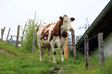 Cow stands on a hiking trail in the Alps