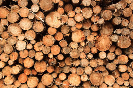 Long shape firewood was piled on a pileの写真素材