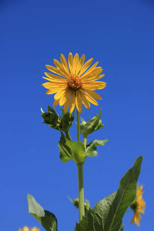 Single flower of streaky silphie against a blue skyの写真素材