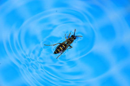 Wasp floats on the water surface in summerの写真素材