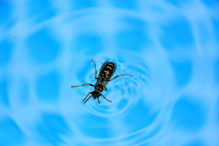 Wasp floats on the water surface in summerの写真素材