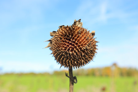 Empty blossom of a sunflower against a blue skyの写真素材