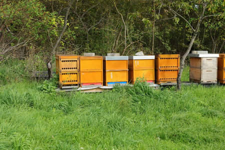 Beehives on a meadow in HeckengÃ¤u near Weissach