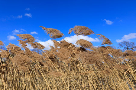 Reed plants at the Hamberger See in the Stromberg area near Vaihingen