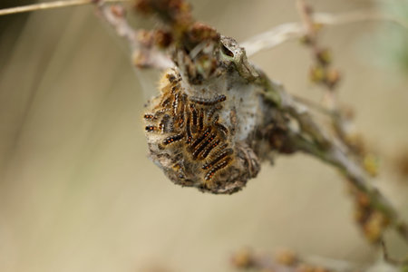 Goldfinch caterpillars with web on a branch