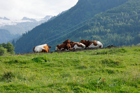Mountain landscape near Kaprun with a herd of cows in the foregroundの写真素材