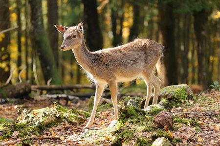 Small deer stands in a clearing in the sunの写真素材