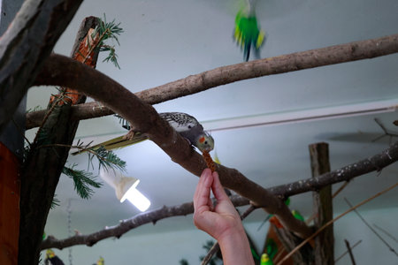Cockatiel is fed bird seedの写真素材