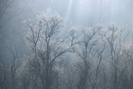 Sun shines on a row of trees covered in iceの写真素材