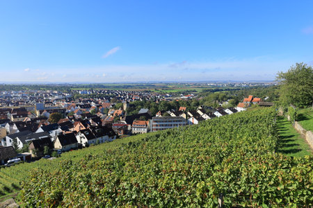 View over vineyards to the town of Asperg in StrohgÃ¤uの写真素材