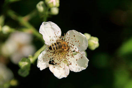 White flower with a bee sucking nectar