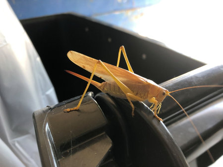 Grasshopper on the black car seat, closeup of photo
