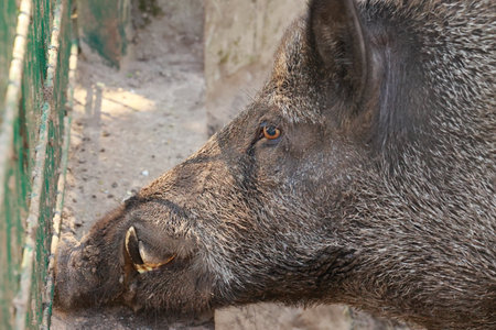 Head of a wild boar photographed from the sideの写真素材