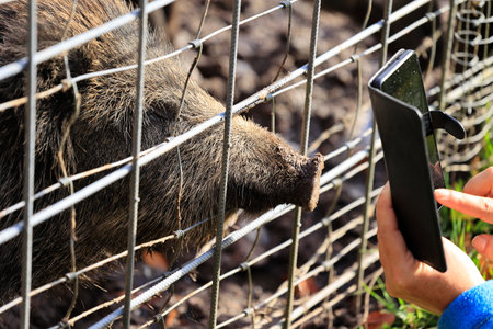 Wild boar sticks its trunk through a fence and is photographedの写真素材