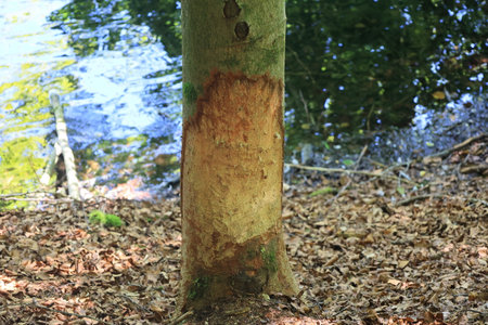Tree by a stream is gnawed by a beaver