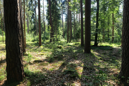 Beautiful lighting in a forest in Franconian Switzerland