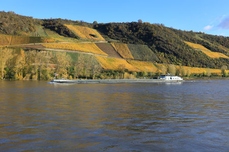 Cargo ship on the Rhine near Oberspay in front of vineyardsのeditorial素材