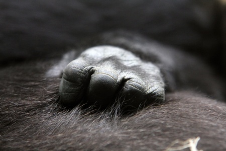 gorilla baby handの写真素材