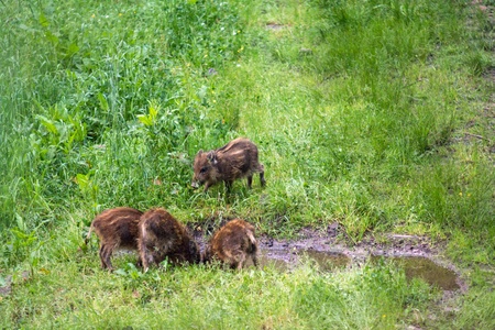 Wild boars in the natureの写真素材