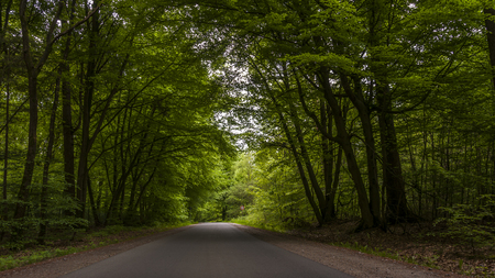 Asphalt road through the green forestの写真素材