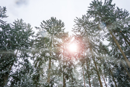 The tops of pine trees in snow background - Winter forest with sunlightの写真素材