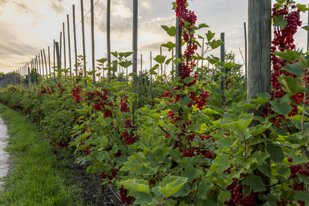Ripe red currant berries in orchard with beautiful sunset in backgroundの写真素材