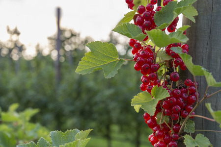 Close up of ripe red currant berries in orchardの写真素材