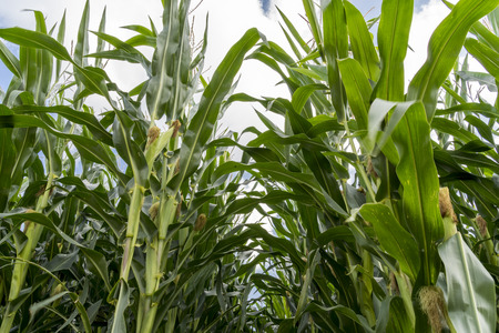 Corn plants on farmland - Close up view