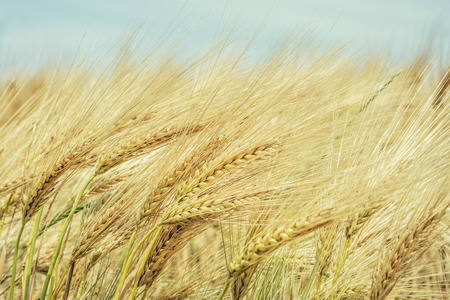 Golden wheat field and blue sky above at sunny day