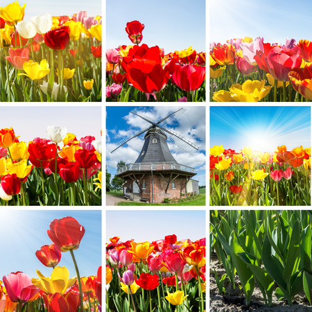Spring - Tulips Collage With Windmillの写真素材
