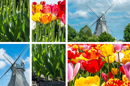 Spring - Tulips Collage With Windmillの写真素材