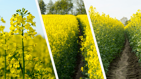 Rape Field Collage - Renewable Energy Conceptの写真素材