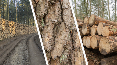 Forestry Collage - 
Timber Industry - Cut And Stacked Tree Trunksの写真素材