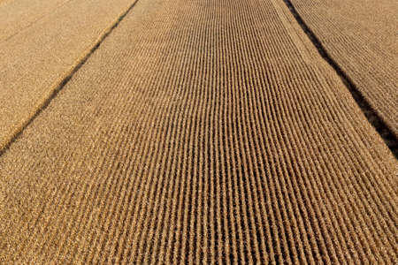 Aerial view over a corn field ready for harvest season.
