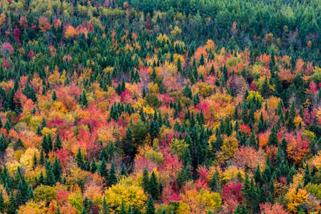 Aerial view a colorful North American forest at fall.の写真素材