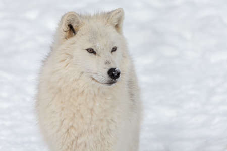 Beautiful artic wolf on the snow.