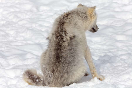 view of a juvenile arctic wolf sitting in the snow.