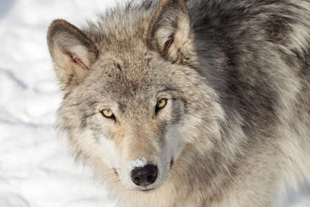 Close up on a timber wolf (grey wolf) in winter.