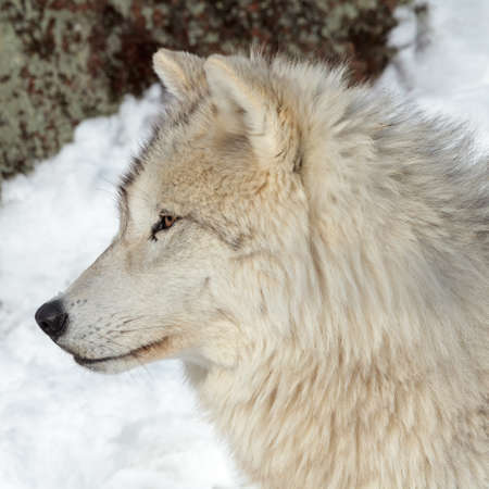 close up on a large adult arctic wolf in winter.