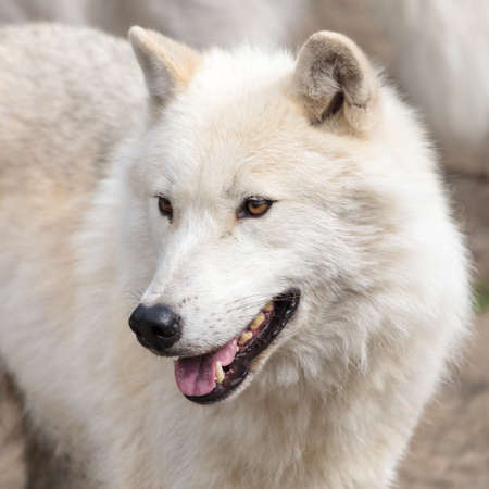 close up on the Canadian arctic wolf in the summer months.