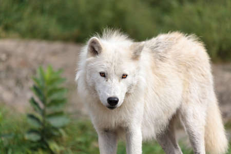 close up on the Canadian arctic wolf in the summer months.