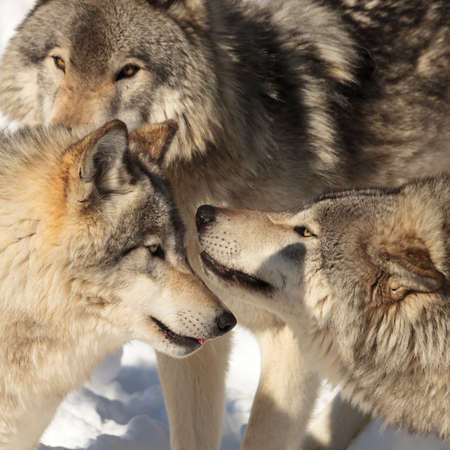 Face off between two timber wolves (grey wolf) on sunny winter day.の写真素材