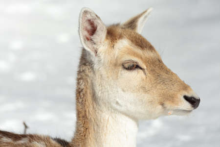 Close up view on a doe (female fallow deer) in winter.の写真素材