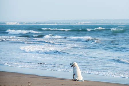 Dog enjoying the summer beach, vacationの写真素材