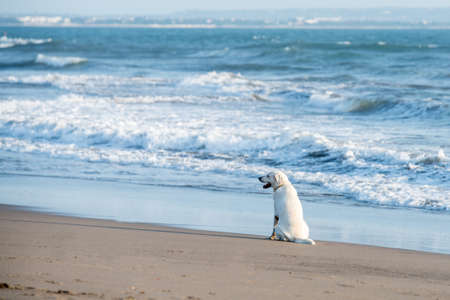 Dog enjoying the summer beach, vacation
