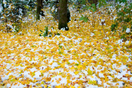 Herbststimmungの写真素材