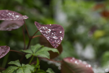 A drops of water on red leaf.