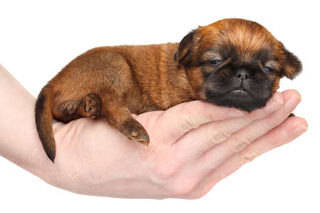 Griffon puppy lying in hand on a white backgroundの写真素材