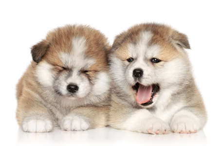 Japanese Akita-inu puppies resting on a white backgroundの写真素材