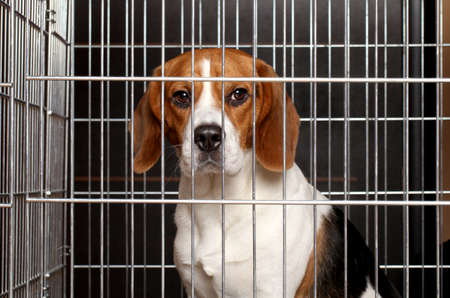 Sad Beagle dog sits locked in a cageの写真素材